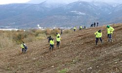 Kocaeli’de 4 bin ağaç toprakla buluşturuluyor