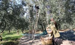 Marmarabirlik nihai zeytin fiyatlarını açıkladı...