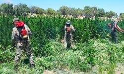 Diyarbakır'da dev uyuşturucu operasyonu: 12 milyon kök kenevir ele geçirildi