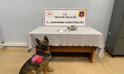 Yalova’da Uyuşturucu Operasyonunda 525 Gram Skunk Ele Geçirildi