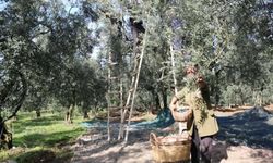 Marmarabirlik zeytin alım fiyatlarını açıkladı!