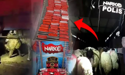 Küçükbaş hayvanların karın boşluklarına zulaladılar!