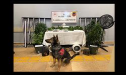 Yalova’da Evde Uyuşturucu Düzenekli Sera Operasyonu: 2 Tutuklama