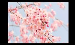 İlk cemre havaya düşüyor!