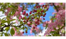 Son cemre toprağa düştü: Bahar resmen başladı