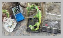 İstanbul’da 39 papağan petshop denetiminde ele geçirildi