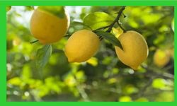 Limon ithalatında 'gümrük' yüzde 10'a düşürüldü