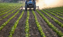 Tarımda bereket: Yağışlar 38 yılın rekorunu kırdı