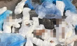İzmir'de Çöp konteyneri yanında 33 kedi ölü bulundu