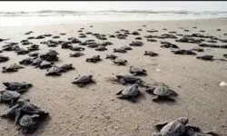 Antalya sahillerinde 25 bin caretta caretta yavrusu denizle buluştu