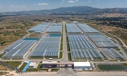 Simav Jeotermal Isıtmalı Sera Organize Tarım Bölgesi Üretime Başlıyor