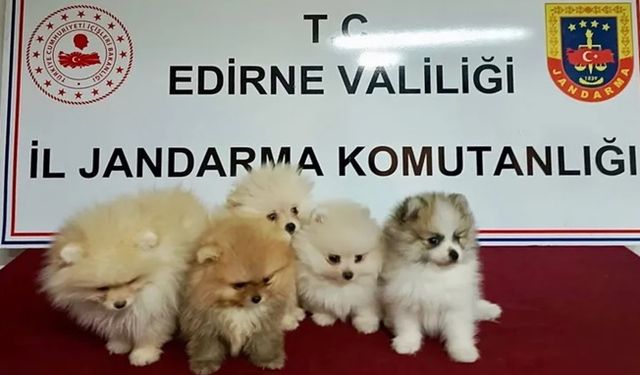 Edirne'de hayvan kaçakçılığı operasyonu