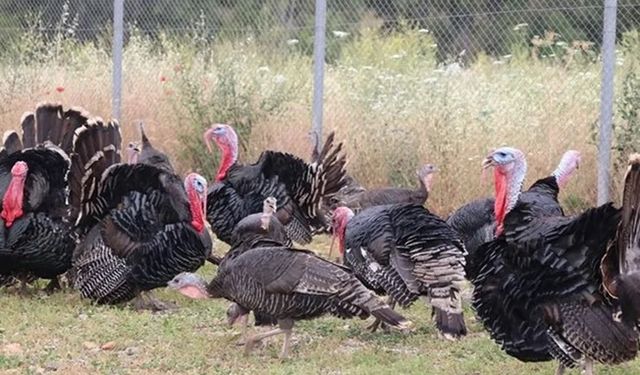 Hindi eti üretimi 8 ayda yüzde 17,1 arttı