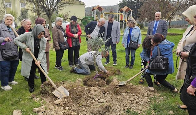 Kocaeli'de zeytin ağaçları toprakla buluştu