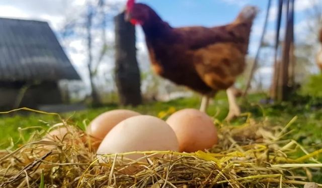 Mayıs ayında tavuk eti üretiminde artış, yumurta üretiminde düşüş yaşandı