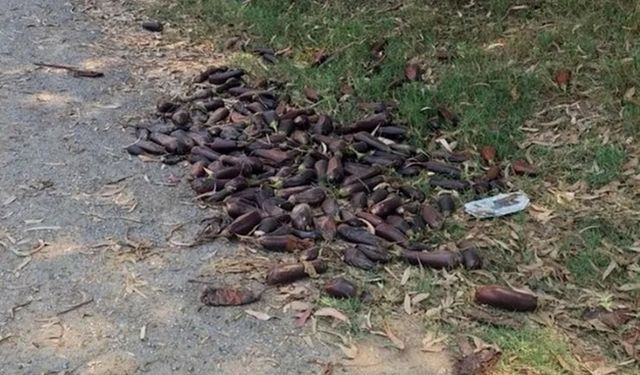 Mersin'de yere döktüğü 3. kalite patlıcanlar 17,2 milyon TL’ye patladı!