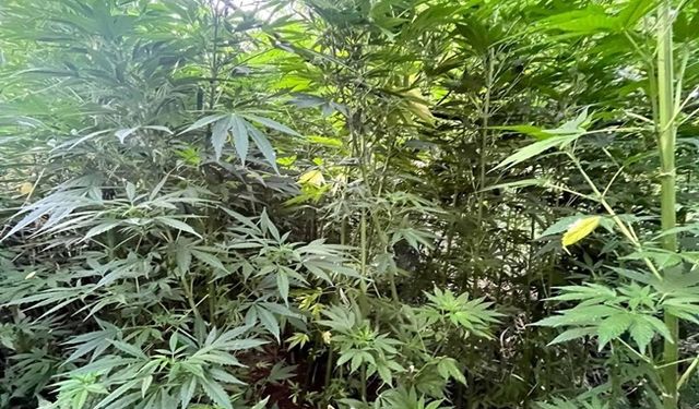 Bingöl’de Uyuşturucu Operasyonu: 2887 Kök Kenevir Ele Geçirildi