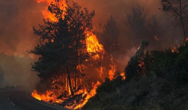 Bursa'da orman yangınlarının şüphelisi 1 kişi gözaltına alındı