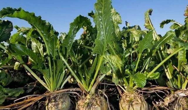 Şeker sektöründe 2025-2026 kotaları açıklandı