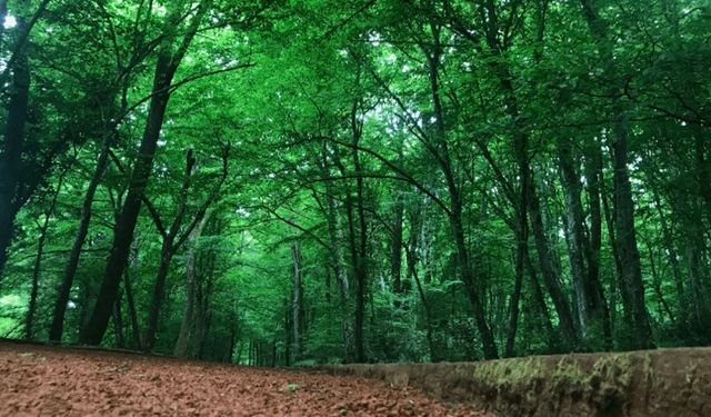 Orman Genel Müdürlüğü 496 sözleşmeli personel alacak!