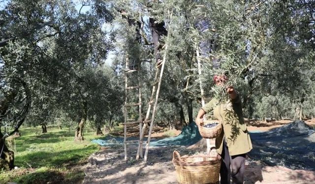 Marmarabirlik zeytin alım fiyatlarını açıkladı!