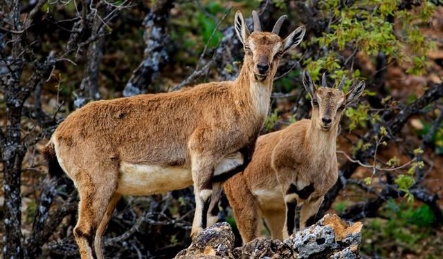 Yaban keçilerini avlayan 3 kişiye 1,9 milyon lira ceza