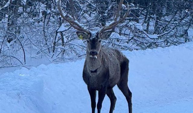Karla kaplı Kuzuyayla’da kızıl geyik görüntülendi