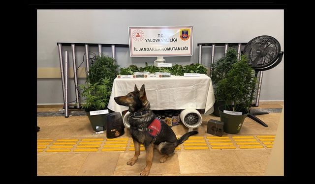 Yalova’da Evde Uyuşturucu Düzenekli Sera Operasyonu: 2 Tutuklama