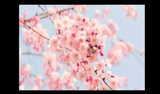 İlk cemre havaya düşüyor!