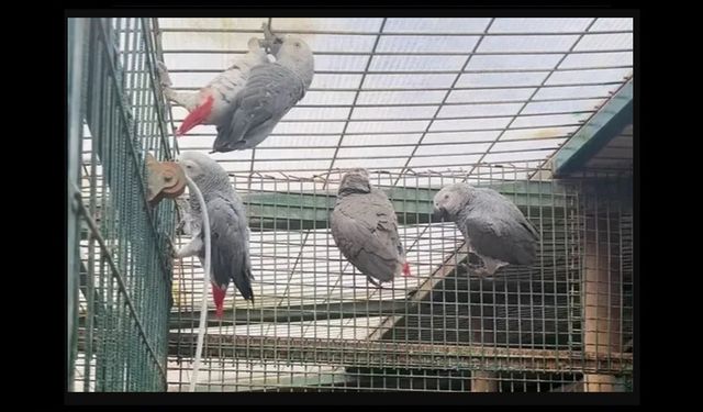 İstanbul'da kaçak yaban hayvanı operasyonu