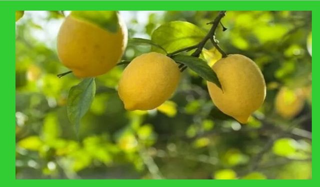 Limon ithalatında 'gümrük' yüzde 10'a düşürüldü