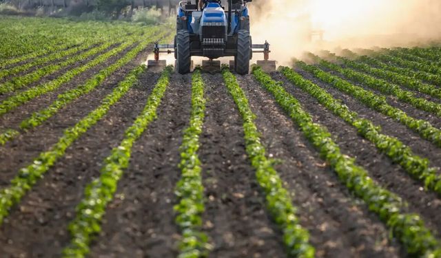 Tarımda bereket: Yağışlar 38 yılın rekorunu kırdı