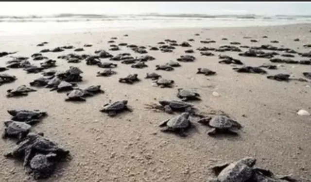 Antalya sahillerinde 25 bin caretta caretta yavrusu denizle buluştu