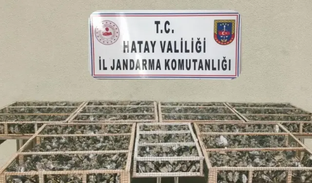Saka kuşları özgürlüğe kanat çırptı