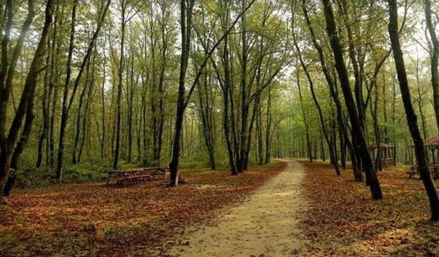 Kocaeli’de ormanlara giriş yasaklandı!