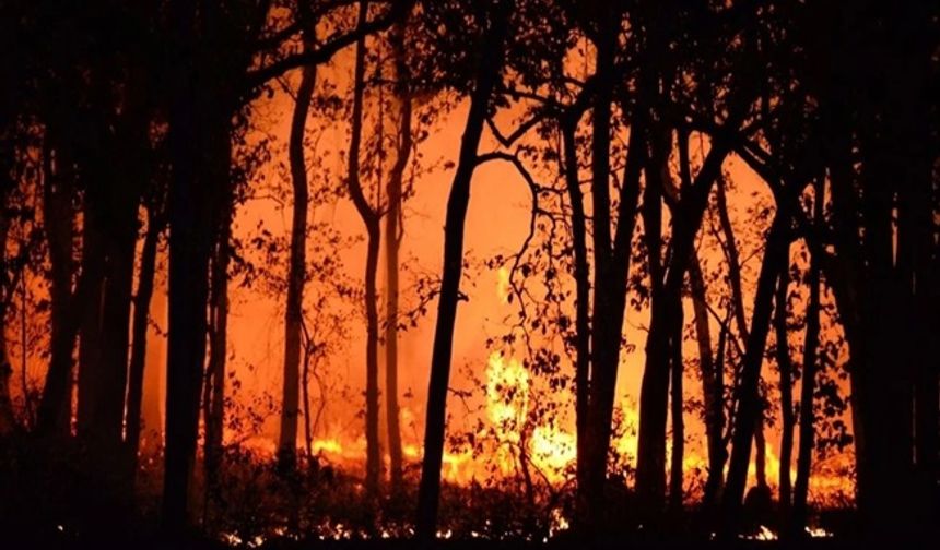 Orman yangınlarına ilişkin soruşturma: 13 kişi tutuklandı