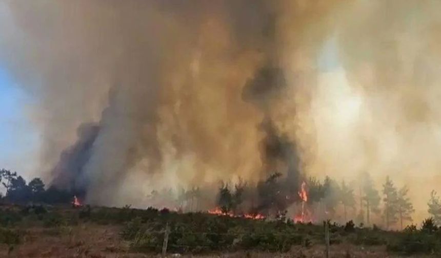 Çanakkale Merkez’de orman yangını