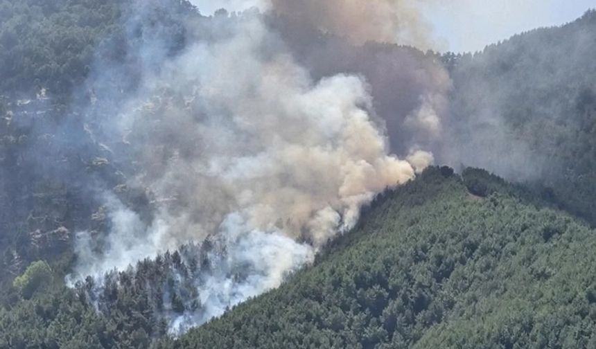 Bolu'da orman yangınına havadan ve karadan müdahale