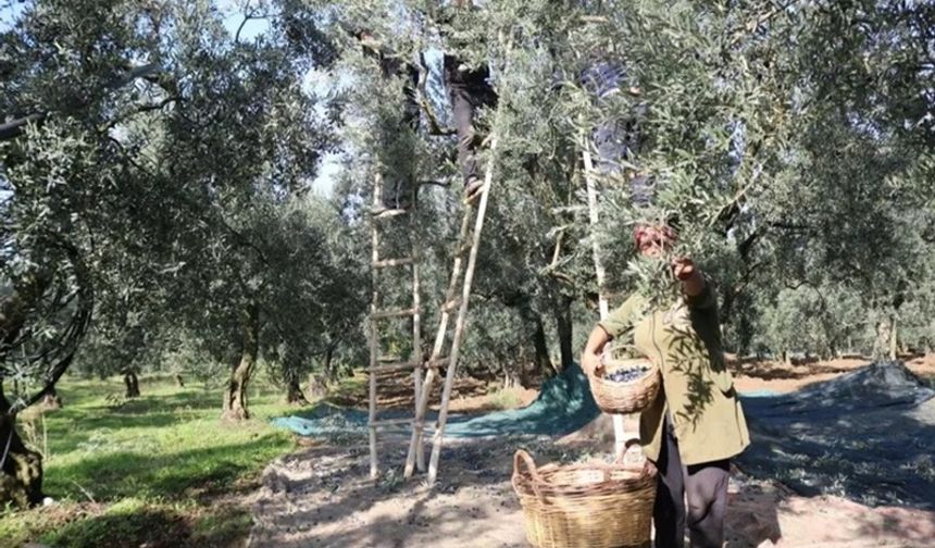 Marmarabirlik zeytin alım fiyatlarını açıkladı!