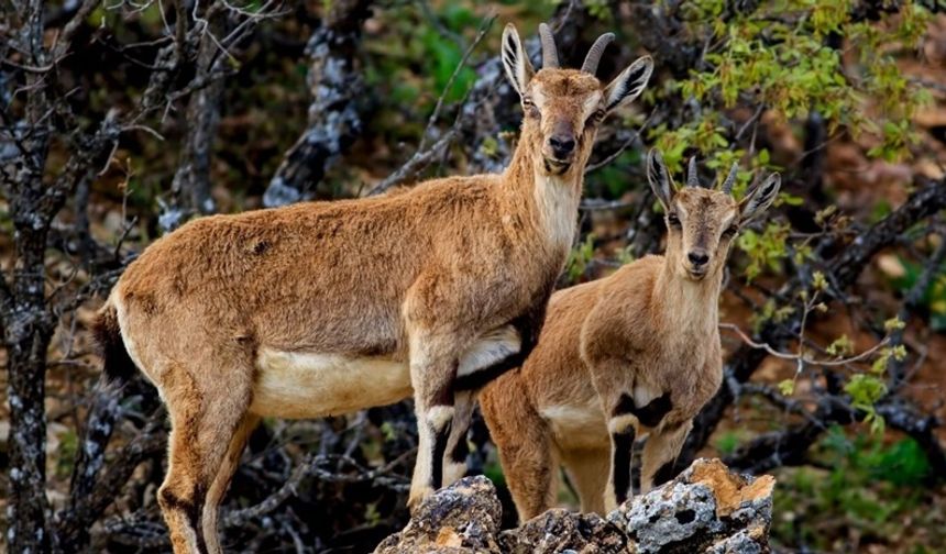Yaban keçilerini avlayan 3 kişiye 1,9 milyon lira ceza