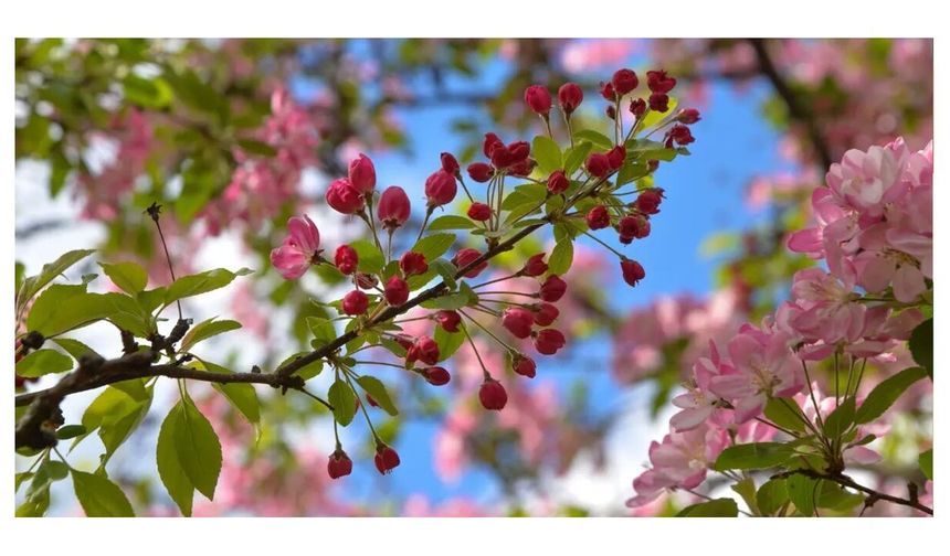 Son cemre toprağa düştü: Bahar resmen başladı