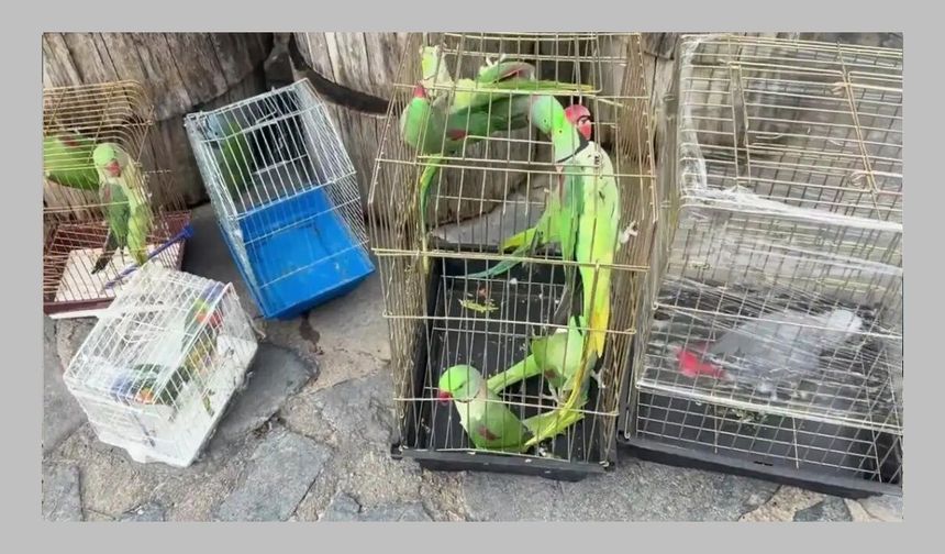 İstanbul’da 39 papağan petshop denetiminde ele geçirildi