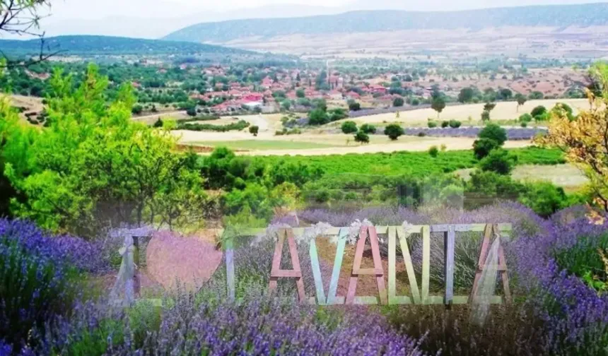 Kuyucak'ta lavanta sezonu başladı